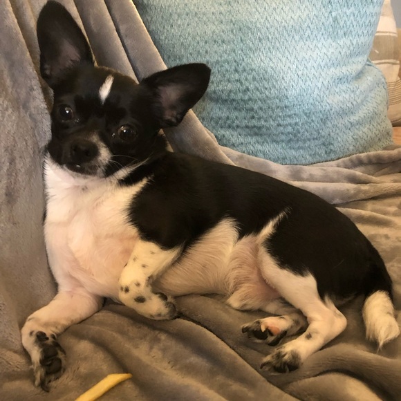 Meet your Posher, Suzi - Picture 4 of 5